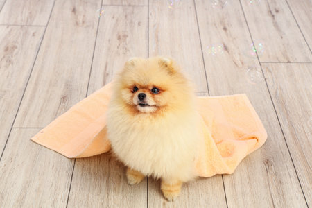 Cute dog with soap bubbles and towel sitting on the floorの写真素材