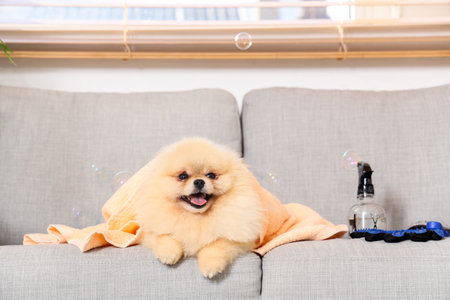 Cute dog with soap bubbles, towel and grooming set lying on sofa in salonの写真素材