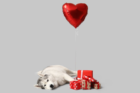 Adorable husky dog with heart shaped balloon and gift boxes on white background. Valentine's Day celebrationの写真素材