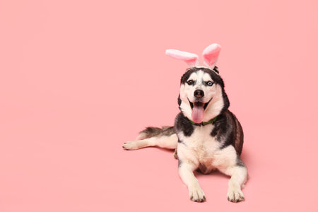 Cute Husky dog with bunny ears on pink background. Easter celebration