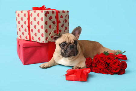 Cute French bulldog with gift boxes and roses on blue background. Valentine's Day celebrationの写真素材