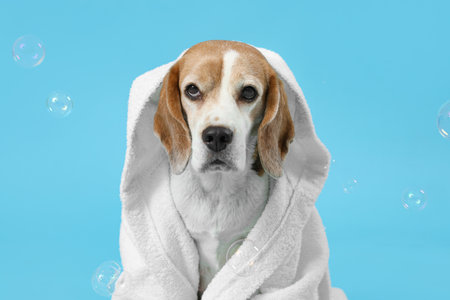 Cute Beagle dog in bathrobe and soap bubbles on blue background, closeupの写真素材