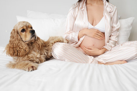 Young pregnant woman with cute cocker spaniel sitting in bedroomの写真素材