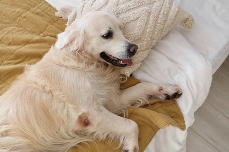 Cute Labrador dog lying on bed at homeの写真素材