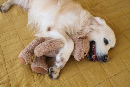 Cute Labrador dog with toy bear lying on bed at homeの写真素材