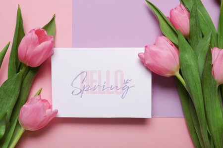 Greeting card with text HELLO SPRING and beautiful pink tulips on colorful backgroundの写真素材