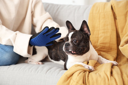 Woman brushing her French Bulldog with hair removing glove at homeの写真素材