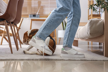 Young woman tripping over untied shoe lace at home, closeup. Trauma concept