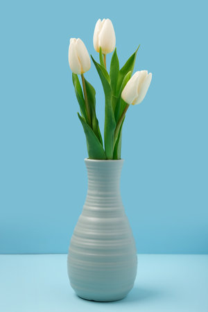 Vase with beautiful white tulips on blue background. International Women's Dayの写真素材