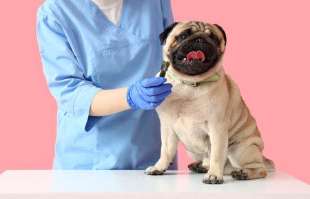 Veterinarian with snack and pug dog on table against pink backgroundの写真素材