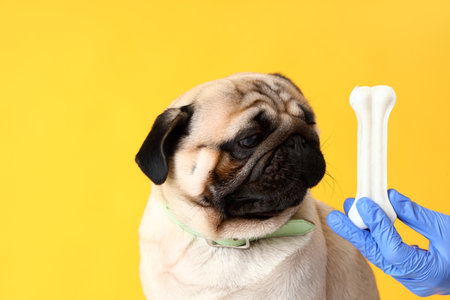 Veterinarian with snack and pug dog on yellow background, closeupの写真素材