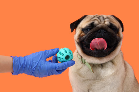 Cute pug dog on orange background. Dental conceptの写真素材
