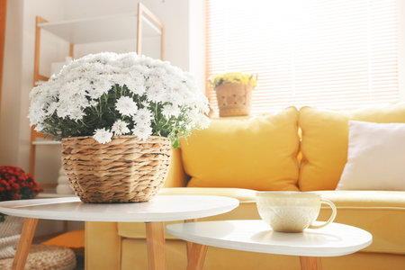 Bouquet of beautiful chrysanthemum flowers and cup of tea on coffee table in living room, closeupの写真素材