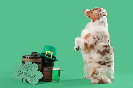 Australian Shepherd dog with card and beer on green background. St. Patrick's Day celebrationの写真素材