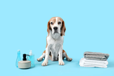 Cute Beagle dog with bath accessories on blue backgroundの写真素材