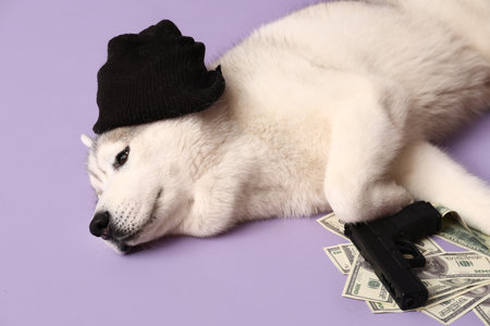 Adorable husky dog with balaclava, money and gun on lilac backgroundの写真素材
