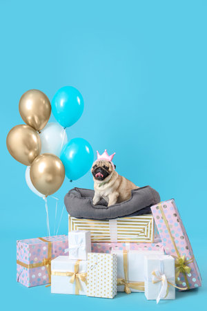 Cute pug dog with crown, birthday gifts and air balloons on blue backgroundの写真素材