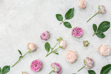 Beautiful pink roses and leaves on white backgroundの写真素材