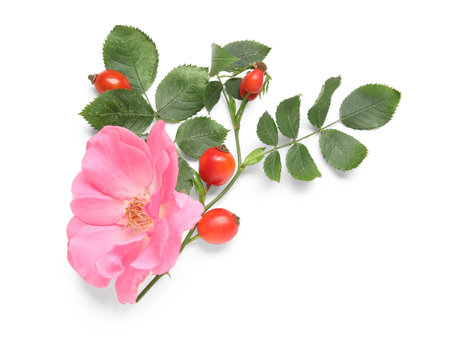 Fresh rose hip berries with flower and leaves on white backgroundの写真素材