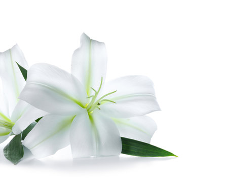 Beautiful lily flowers on white backgroundの写真素材