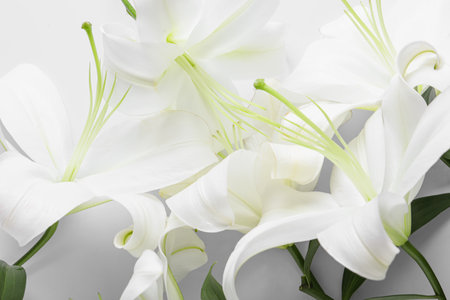 Beautiful lily flowers on white backgroundの写真素材