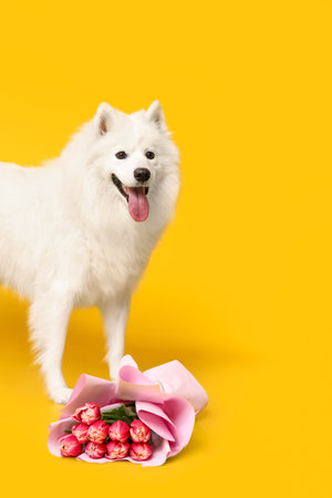 Adorable dog with tulip bouquet on yellow backgroundの写真素材