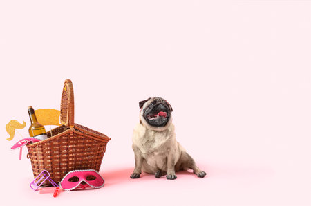 Cute pug dog with wicker basket and decor for Purim holiday on pink backgroundの写真素材