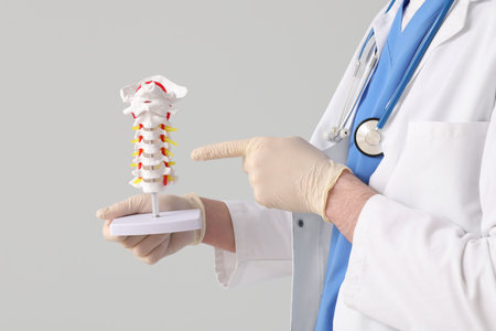 Male doctor pointing at spine model on gray backgroundの写真素材