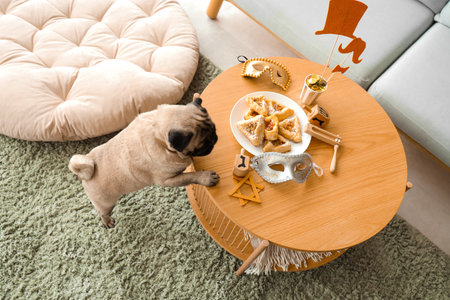 Cute pug dog and table with decor for Purim holiday at homeの写真素材