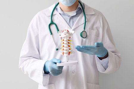 Male doctor showing spine model on gray background