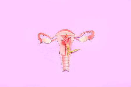 Paper uterus with flower on pink background. Menopause conceptの写真素材