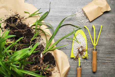 Gardening tools, plants and granular fertilizer on gray wooden backgroundの写真素材