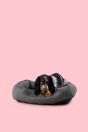 Cute cocker spaniel dog with toy lying on pet bed against pink backgroundの写真素材