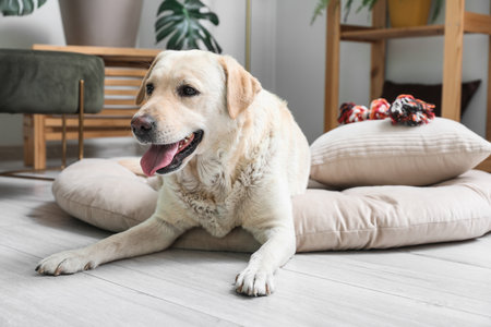 Cute Labrador dog with toy lying on pet bed in living roomの写真素材