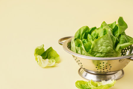 Colander with fresh Boston lettuce on yellow backgroundの写真素材