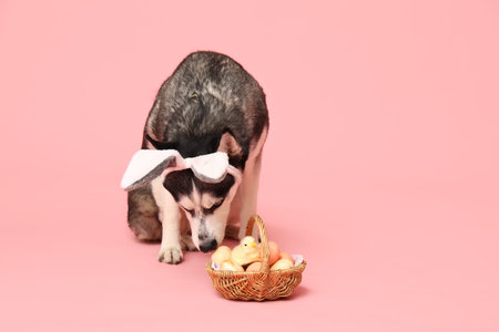 Adorable Husky dog with bunny ears and Easter basket on pink background