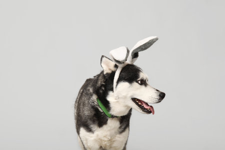 Adorable Husky dog with bunny ears on gray background. Easter celebrationの写真素材
