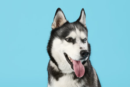 Adorable Husky dog on blue backgroundの写真素材
