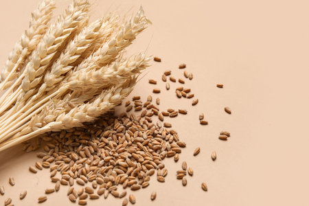 Wheat ears with grains on brown backgroundの写真素材