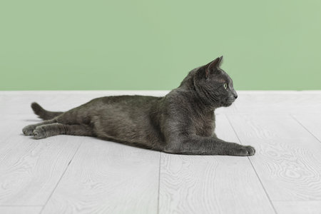Cute British cat lying on floor near green wallの写真素材