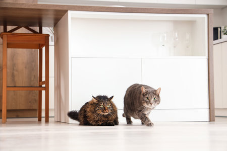 Cute cats on floor in modern kitchen