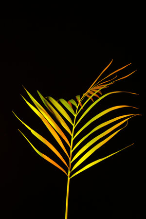 Neon tropical leaf on black background