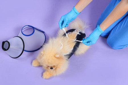 Veterinarian putting recovery suit on Pomeranian dog after sterilization against lilac background, top viewの写真素材