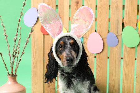 Cute cocker spaniel in bunny ears with willow branches and wooden fence on green background