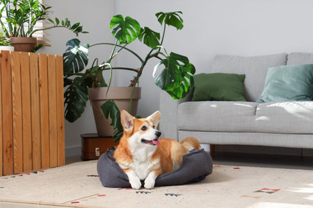 Cute Corgi dog with pet bed at homeの写真素材