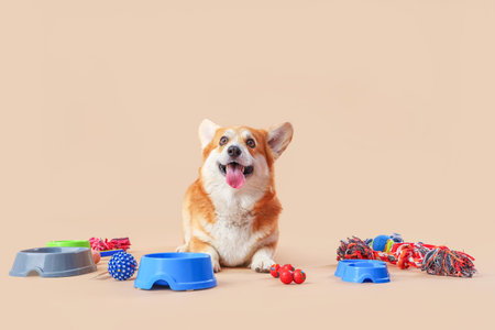 Cute Corgi dog with different pet accessories and bowls for food lying on brown background