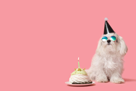Cute Bolognese dog in glasses celebrating Birthday with cake on pink background