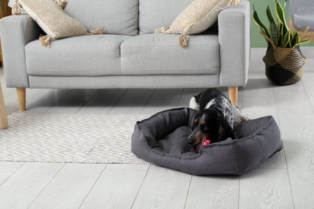 Cute cocker spaniel with toy on pet bed in living room