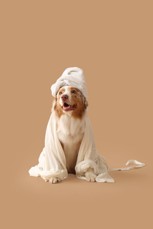 Cute Australian Shepherd dog with towel and gown after shower on beige backgroundの写真素材