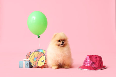 Cute Pomeranian Spitz dog with paper fish, hat, gift boxes and air balloon on pink background. April Fools day celebrationの写真素材